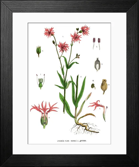 Framed Print : Medicinal and Herbal Plants Framed Print : Medicinal and Herbal Plants