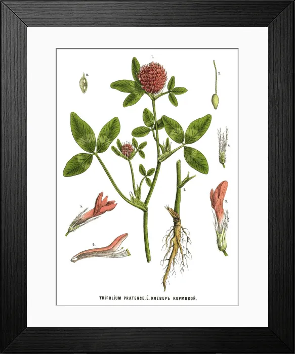 Framed Print : Medicinal and Herbal Plants Framed Print : Medicinal and Herbal Plants