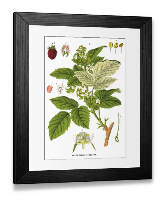 Framed Print : Medicinal and Herbal Plants Framed Print : Medicinal and Herbal Plants