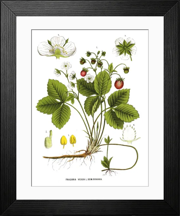 Framed Print : Medicinal and Herbal Plants Framed Print : Medicinal and Herbal Plants