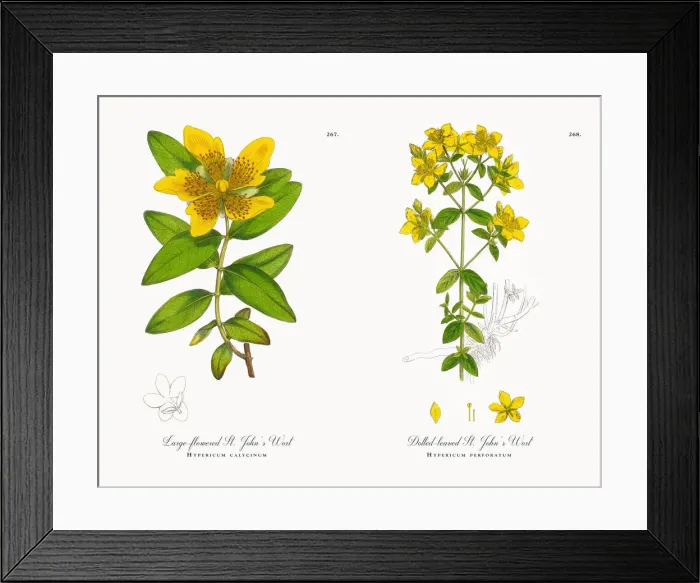 Framed Print : Large-flowered St. Johnas Wort, Hypericum calycinum, Victorian Botanical Illustration, 1863 Framed Print : Large-flowered St. Johnas Wort, Hypericum calycinum, Victorian Botanical Illustration, 1863