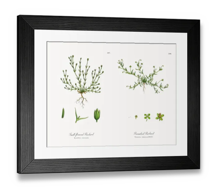Framed Print : Small-flowered Pearlwort, Sagina ciliata, Victorian Botanical Illustration, 1863
