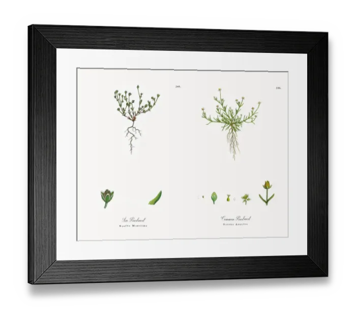 Framed Print : Sea Pearlwort, Sagina Maritima, Victorian Botanical Illustration, 1863 Framed Print : Sea Pearlwort, Sagina Maritima, Victorian Botanical Illustration, 1863