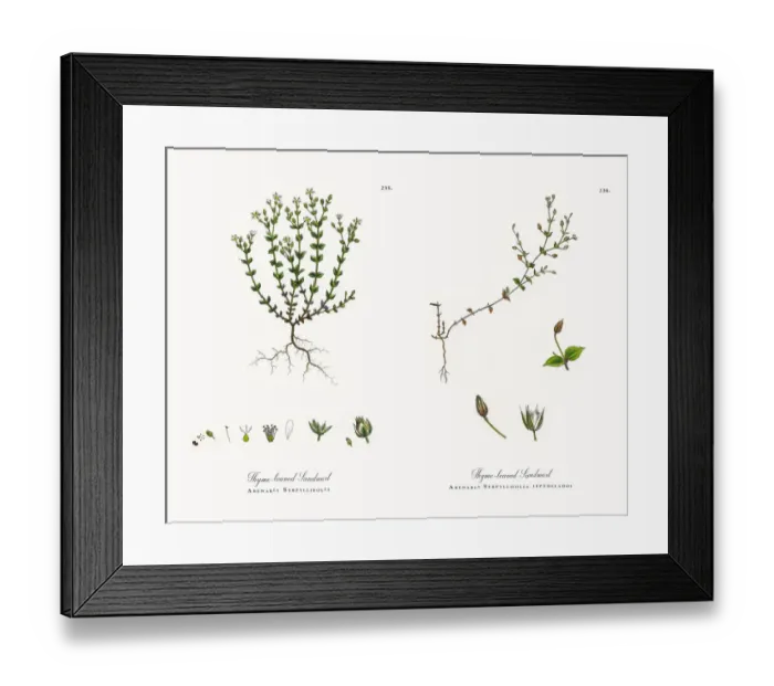 Framed Print : Thyme-leaved Sandwort, Arenaria Serpyllifolia, Victorian Botanical Illustration, 1863 Framed Print : Thyme-leaved Sandwort, Arenaria Serpyllifolia, Victorian Botanical Illustration, 1863