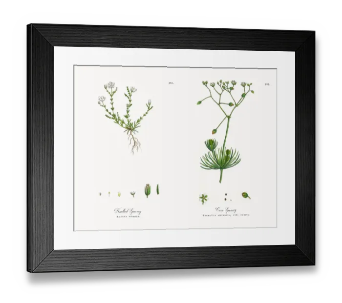 Framed Print : Knotted Spurrey, Sagina nodosa, Victorian Botanical Illustration, 1863 Framed Print : Knotted Spurrey, Sagina nodosa, Victorian Botanical Illustration, 1863
