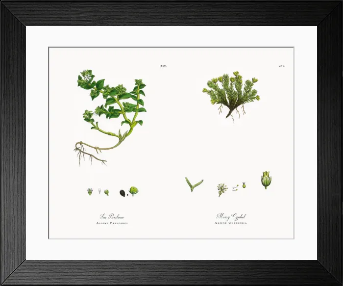 Framed Print : Sea Purslane, Alsine Peploides, Victorian Botanical Illustration, 1863 Framed Print : Sea Purslane, Alsine Peploides, Victorian Botanical Illustration, 1863