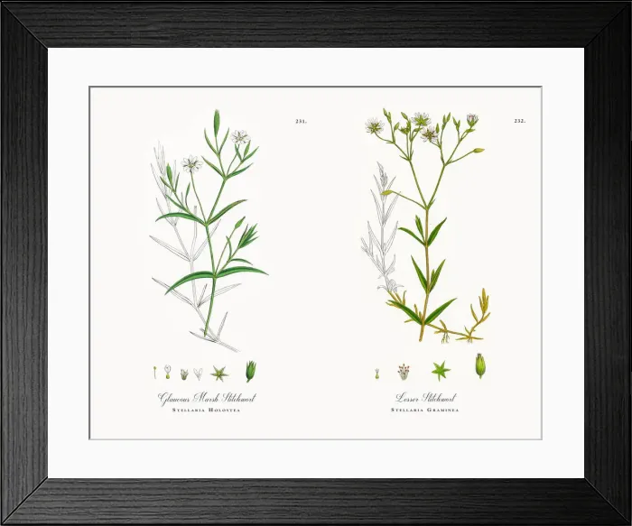 Framed Print : Glaucous Marsh Stitchwort, Stellaria Holostea, Victorian Botanical Illustration, 1863 Framed Print : Glaucous Marsh Stitchwort, Stellaria Holostea, Victorian Botanical Illustration, 1863