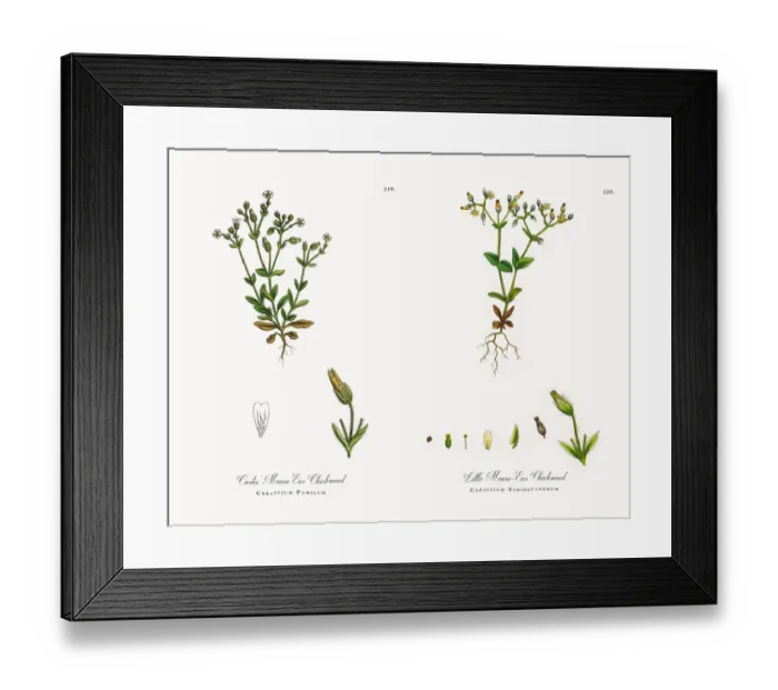 Framed Print : Mouse Ear Chickweed, Cerastium Pumilum, Victorian Botanical Illustration, 1863 Framed Print : Mouse Ear Chickweed, Cerastium Pumilum, Victorian Botanical Illustration, 1863