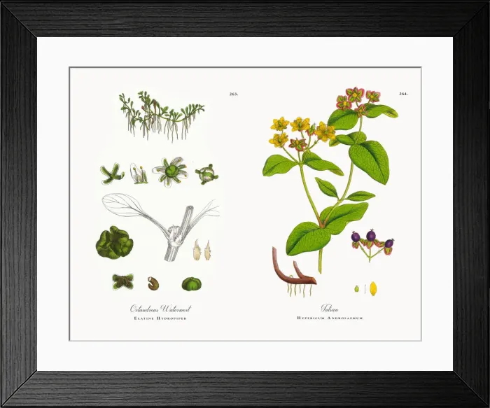 Framed Print : Octandrous Waterwort, Elatine Hydropiper, Victorian Botanical Illustration, 1863 Framed Print : Octandrous Waterwort, Elatine Hydropiper, Victorian Botanical Illustration, 1863