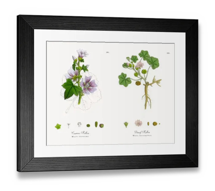 Framed Print : Common Mallow, Malva sylvestria, Victorian Botanical Illustration, 1863 Framed Print : Common Mallow, Malva sylvestria, Victorian Botanical Illustration, 1863