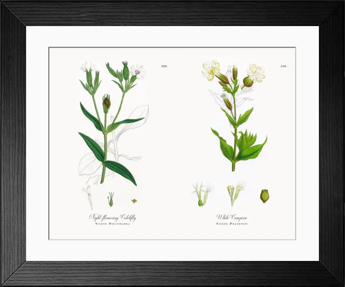 Framed Print : Night-flowering Catchfly, Silene Noctiflora, Victorian Botanical Illustration, 1863 Framed Print : Night-flowering Catchfly, Silene Noctiflora, Victorian Botanical Illustration, 1863