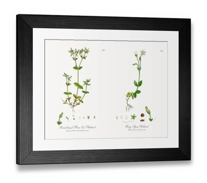 Framed Print : Broad-leaved Mouse-Ear Chickweed, Cerastium Glomeratum, Victorian Botanical Illustration, 1863 Framed Print : Broad-leaved Mouse-Ear Chickweed, Cerastium Glomeratum, Victorian Botanical Illustration, 1863