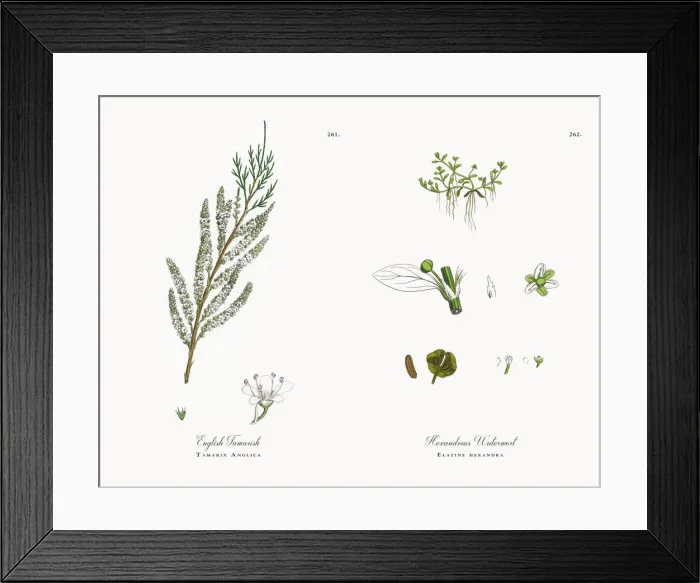 Framed Print : English Tamarisk, Tamarix Anglica, Victorian Botanical Illustration, 1863 Framed Print : English Tamarisk, Tamarix Anglica, Victorian Botanical Illustration, 1863