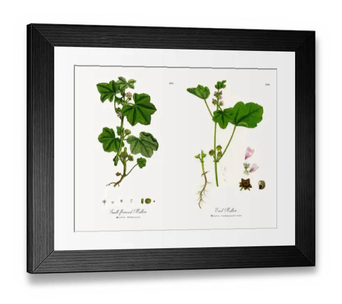 Framed Print : Small-flowered Mallow, Malva borealis, Victorian Botanical Illustration, 1863 Framed Print : Small-flowered Mallow, Malva borealis, Victorian Botanical Illustration, 1863
