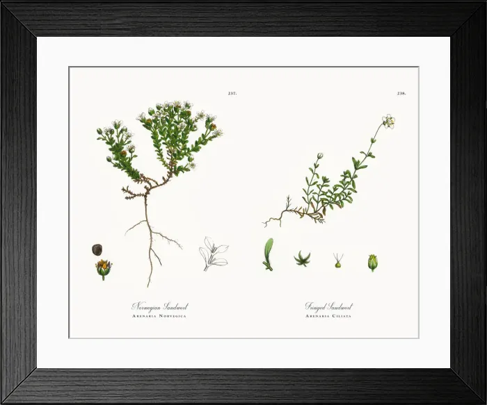 Framed Print : Norwegian Sandwort, Arenaria Norvegica, Victorian Botanical Illustration, 1863 Framed Print : Norwegian Sandwort, Arenaria Norvegica, Victorian Botanical Illustration, 1863