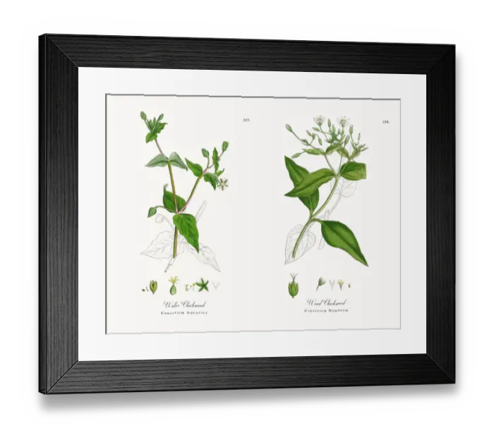 Framed Print : Water Chickweed, Cerastium Aquatica, Victorian Botanical Illustration, 1863 Framed Print : Water Chickweed, Cerastium Aquatica, Victorian Botanical Illustration, 1863