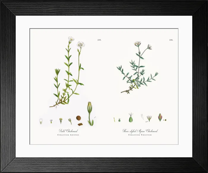 Framed Print : Field Chickweed, Cerastium Arvense, Victorian Botanical Illustration, 1863 Framed Print : Field Chickweed, Cerastium Arvense, Victorian Botanical Illustration, 1863