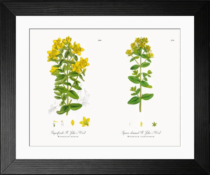 Framed Print : Imperforate St. Johnas Wort, Hypericum dubium, Victorian Botanical Illustration, 1863 Framed Print : Imperforate St. Johnas Wort, Hypericum dubium, Victorian Botanical Illustration, 1863