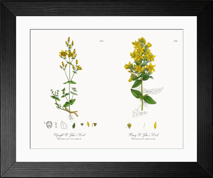 Framed Print : Upright St. Johnas Wort, Hypericum pulchrum, Victorian Botanical Illustration, 1863