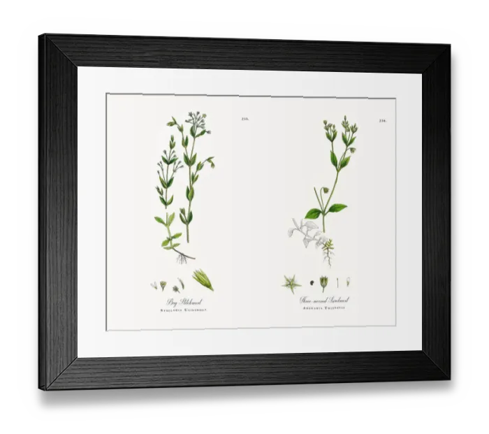 Framed Print : Bog Stitchwort, Stellaria Uliginosa, Victorian Botanical Illustration, 1863 Framed Print : Bog Stitchwort, Stellaria Uliginosa, Victorian Botanical Illustration, 1863