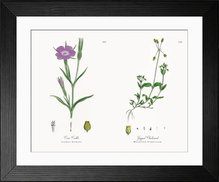 Framed Print : Corn Cockle, Lychnis Githago, Victorian Botanical Illustration, 1863 Framed Print : Corn Cockle, Lychnis Githago, Victorian Botanical Illustration, 1863