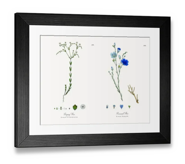 Framed Print : Purging Flax, Linum Catharticum, Victorian Botanical Illustration, 1863