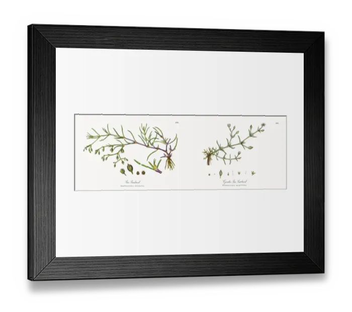 Framed Print : Sea Sandwort, Spergularia neglecta, Victorian Botanical Illustration, 1863 Framed Print : Sea Sandwort, Spergularia neglecta, Victorian Botanical Illustration, 1863