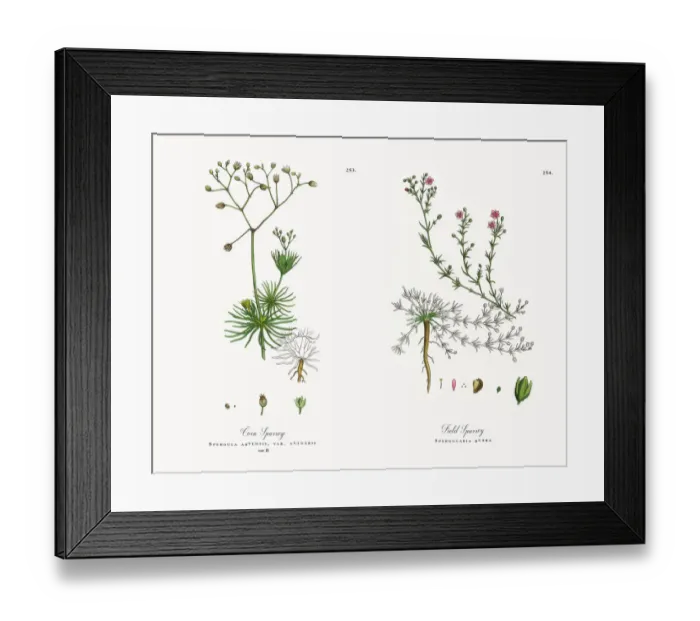 Framed Print : Corn Spurrey, Spergula arvensis, Victorian Botanical Illustration, 1863 Framed Print : Corn Spurrey, Spergula arvensis, Victorian Botanical Illustration, 1863