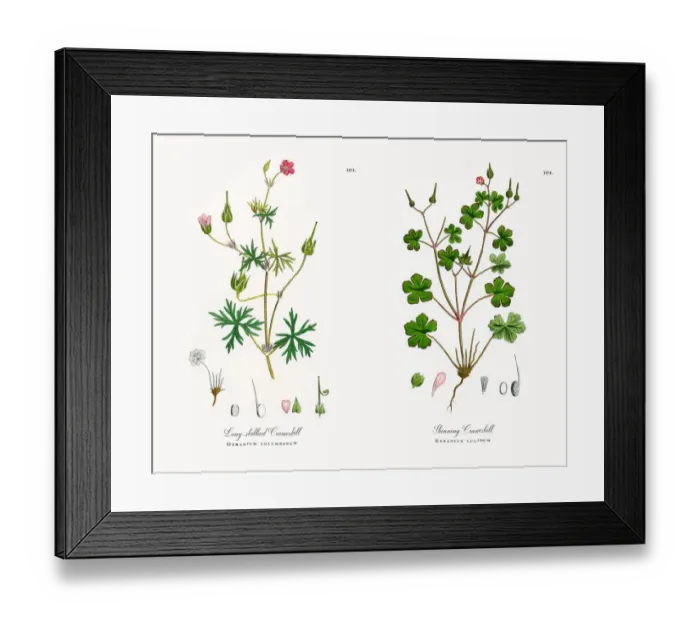 Framed Print : Long-stalked Cranesbill, Geranium columbinum, Victorian Botanical Illustration, 1863 Framed Print : Long-stalked Cranesbill, Geranium columbinum, Victorian Botanical Illustration, 1863