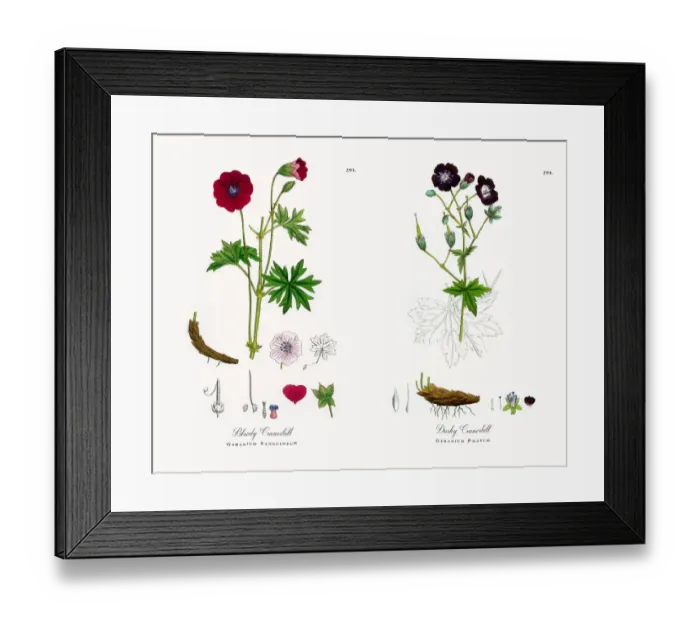 Framed Print : Bloody Cranesbill, Geranium Sanguineum, Victorian Botanical Illustration, 1863 Framed Print : Bloody Cranesbill, Geranium Sanguineum, Victorian Botanical Illustration, 1863