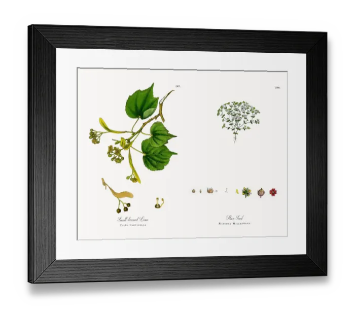 Framed Print : Small-leaved Lime, Tilia parvifolia, Victorian Botanical Illustration, 1863 Framed Print : Small-leaved Lime, Tilia parvifolia, Victorian Botanical Illustration, 1863