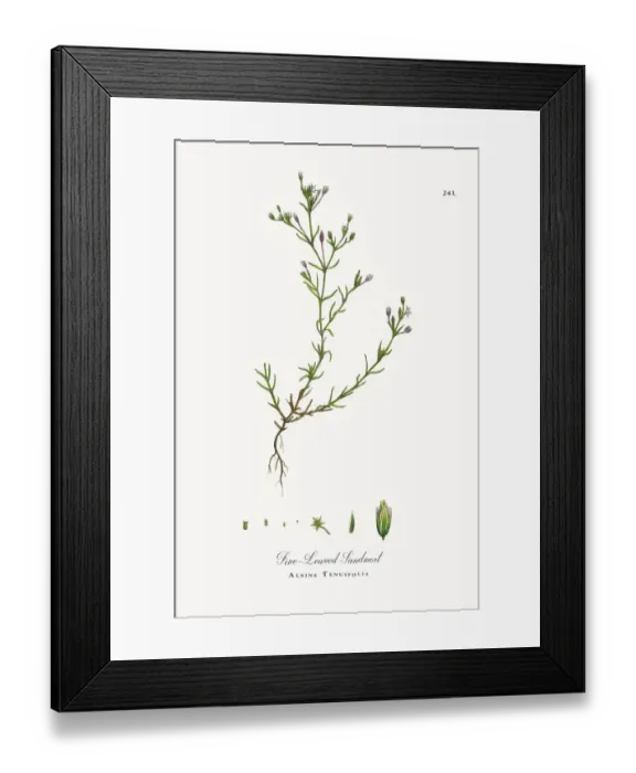 Framed Print : Fine-Leaved Sandwort, Alsine Tenuifolia, Victorian Botanical Illustration, 1863 Framed Print : Fine-Leaved Sandwort, Alsine Tenuifolia, Victorian Botanical Illustration, 1863