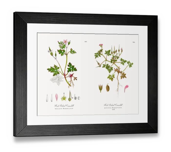 Framed Print : Herb Robert Cranesbill, Geranium Robertianum, Victorian Botanical Illustration, 1863 Framed Print : Herb Robert Cranesbill, Geranium Robertianum, Victorian Botanical Illustration, 1863