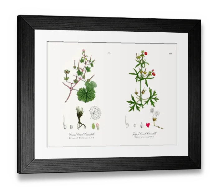 Framed Print : Round-leaved Cranesbill, Geranium Rotundifolium, Victorian Botanical Illustration, 1863 Framed Print : Round-leaved Cranesbill, Geranium Rotundifolium, Victorian Botanical Illustration, 1863