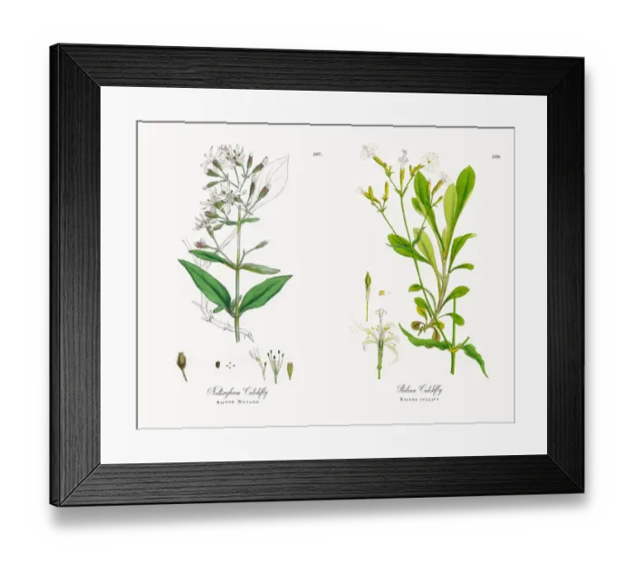 Framed Print : Nottingham Catchfly, Silene Nutans, Victorian Botanical Illustration, 1863 Framed Print : Nottingham Catchfly, Silene Nutans, Victorian Botanical Illustration, 1863