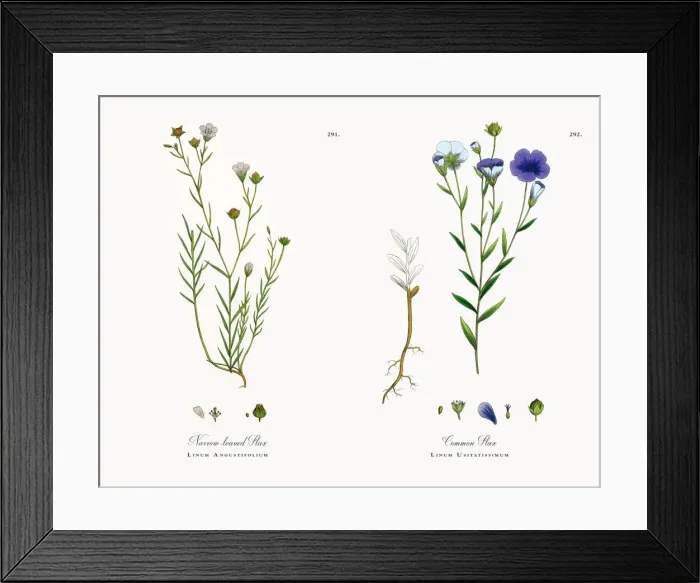 Framed Print : Narrow-leaved Flax, Linum Angustifolium, Victorian Botanical Illustration, 1863 Framed Print : Narrow-leaved Flax, Linum Angustifolium, Victorian Botanical Illustration, 1863