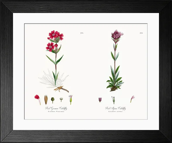 Framed Print : Red German Catchfly, Lychnis Viscaria, Victorian Botanical Illustration, 1863 Framed Print : Red German Catchfly, Lychnis Viscaria, Victorian Botanical Illustration, 1863