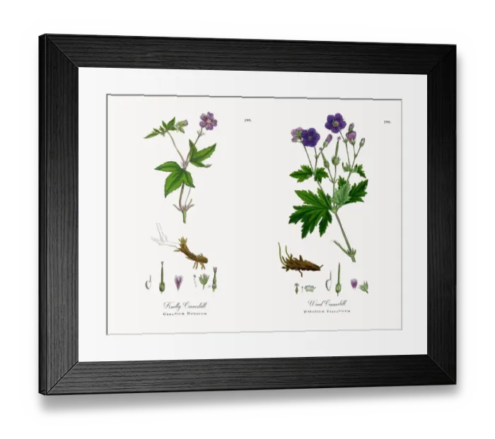 Framed Print : Knotty Cranesbill, Geranium Nodosum, Victorian Botanical Illustration, 1863 Framed Print : Knotty Cranesbill, Geranium Nodosum, Victorian Botanical Illustration, 1863
