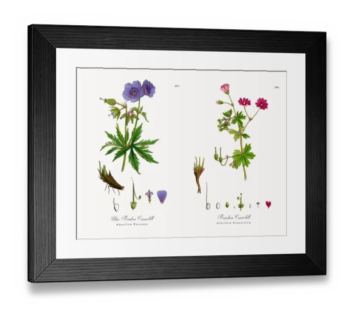 Framed Print : Blue Meadow Cranesbill, Geranium Pratense, Victorian Botanical Illustration, 1863 Framed Print : Blue Meadow Cranesbill, Geranium Pratense, Victorian Botanical Illustration, 1863