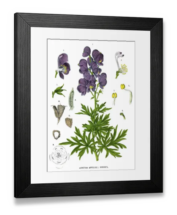 Framed Print : Medicinal and Herbal Plants Framed Print : Medicinal and Herbal Plants