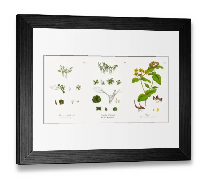 Framed Print : Hexandrous Waterwort, Elatine hexandra, Victorian Botanical Illustration, 1863 Framed Print : Hexandrous Waterwort, Elatine hexandra, Victorian Botanical Illustration, 1863