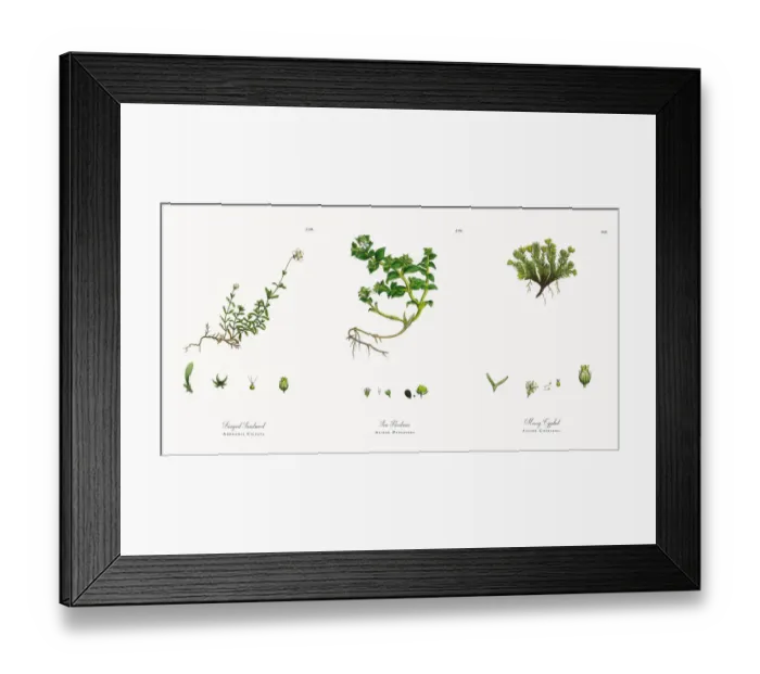 Framed Print : Fringed Sandwort, Arenaria Ciliata, Victorian Botanical Illustration, 1863 Framed Print : Fringed Sandwort, Arenaria Ciliata, Victorian Botanical Illustration, 1863