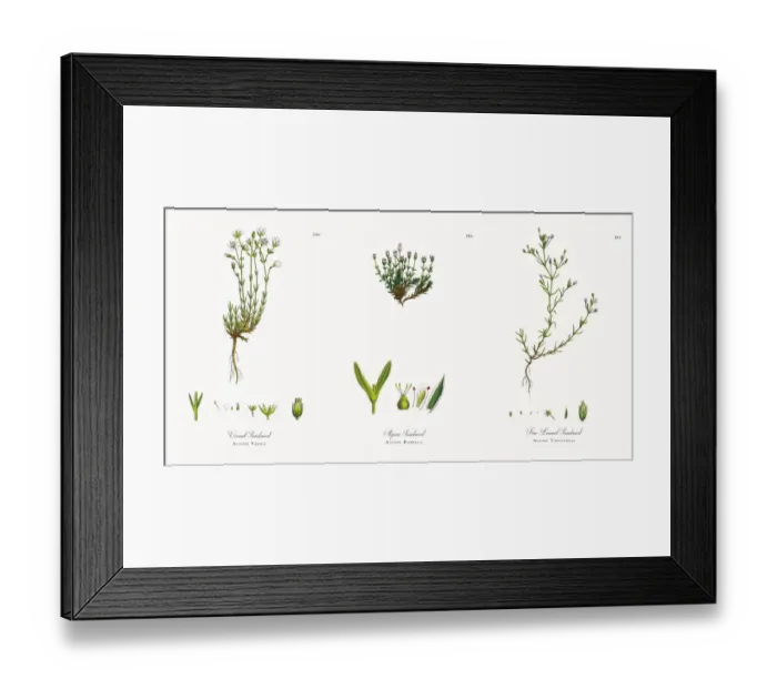 Framed Print : Vernal Sandwort, Alsine Verna, Victorian Botanical Illustration, 1863 Framed Print : Vernal Sandwort, Alsine Verna, Victorian Botanical Illustration, 1863
