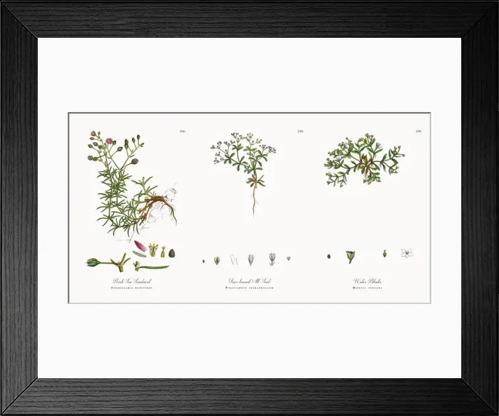 Framed Print : Rock Sea Sandwort, Spergularia rupestris, Victorian Botanical Illustration, 1863 Framed Print : Rock Sea Sandwort, Spergularia rupestris, Victorian Botanical Illustration, 1863