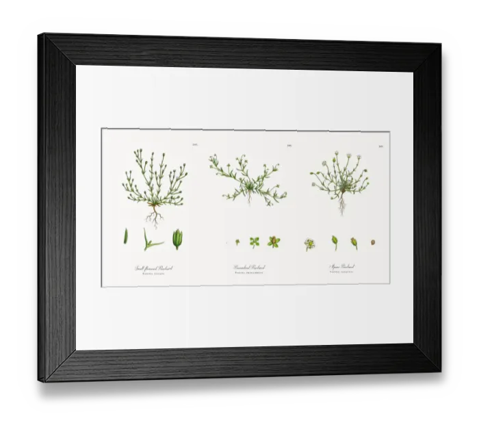 Framed Print : Small-flowered Pearlwort, Sagina ciliata, Victorian Botanical Illustration, 1863