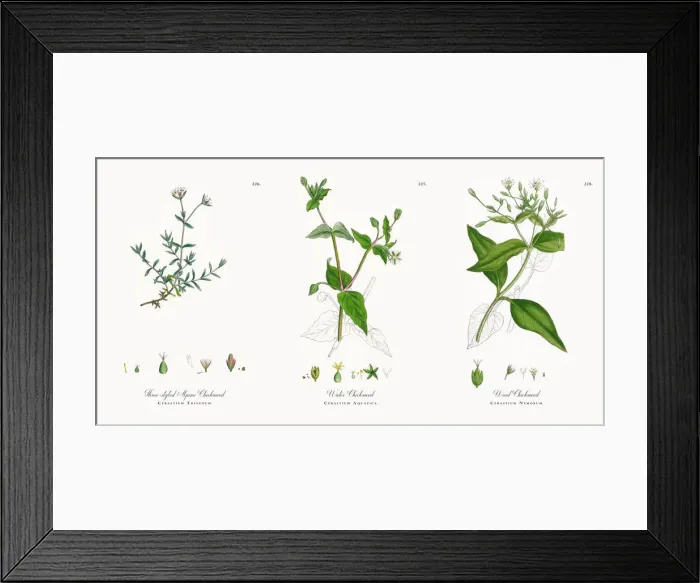 Framed Print : Three-styled Alpine Chickweed, Cerastium Trigynum, Victorian Botanical Illustration, 1863 Framed Print : Three-styled Alpine Chickweed, Cerastium Trigynum, Victorian Botanical Illustration, 1863