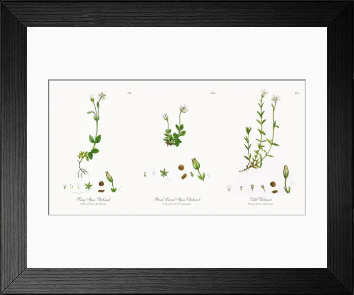 Framed Print : Hairy Alpine Chickweed, Cerastium Alpinum, Victorian Botanical Illustration, 1863 Framed Print : Hairy Alpine Chickweed, Cerastium Alpinum, Victorian Botanical Illustration, 1863