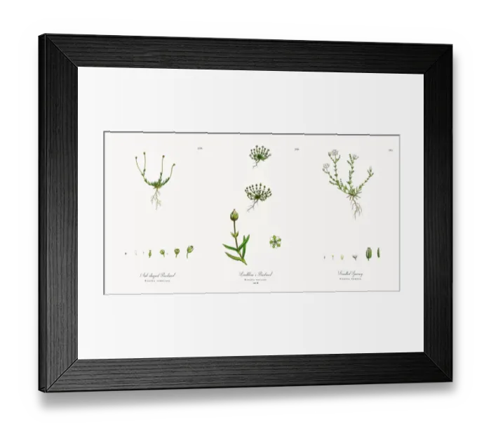 Framed Print : Awl-shaped Pearlwort, Sagina subulata, Victorian Botanical Illustration, 1863 Framed Print : Awl-shaped Pearlwort, Sagina subulata, Victorian Botanical Illustration, 1863