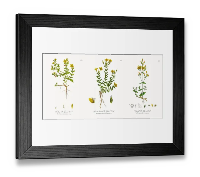 Framed Print : Waved-leaved St. Johnas Wort, Hypericum Baeticum, Victorian Botanical Illustration, 1863 Framed Print : Waved-leaved St. Johnas Wort, Hypericum Baeticum, Victorian Botanical Illustration, 1863