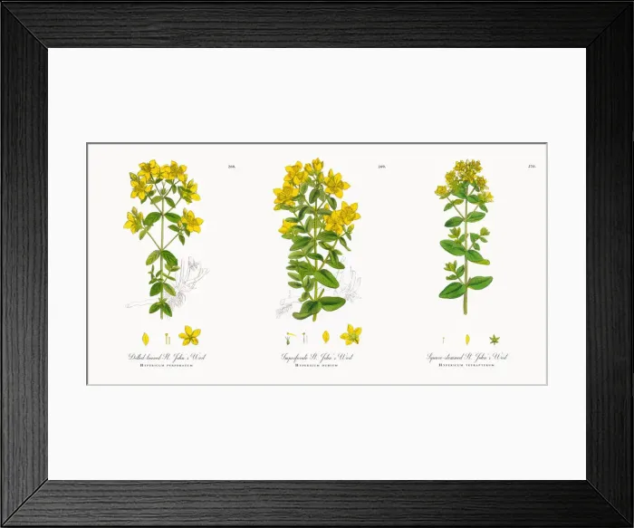 Framed Print : Dotted-leaved St. Johnas Wort, Hypericum perforatum, Victorian Botanical Illustration, 1863 Framed Print : Dotted-leaved St. Johnas Wort, Hypericum perforatum, Victorian Botanical Illustration, 1863